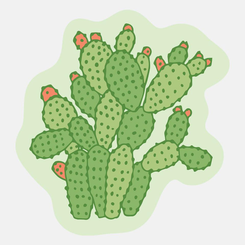 Prickly Cactus Tree Desert🌵cute Funny Sticker Decal Plant Life
